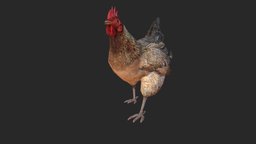 Chicken with Animation