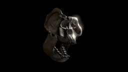 Skull of Gigantopithecus