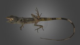 オキナワキノボリトカゲ Tree Lizard, Diploderma polygonatum